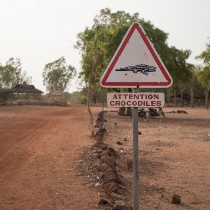 Sacred Crocodiles?