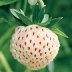 Pineberry - 