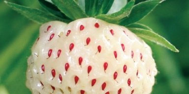 Pineberry - 