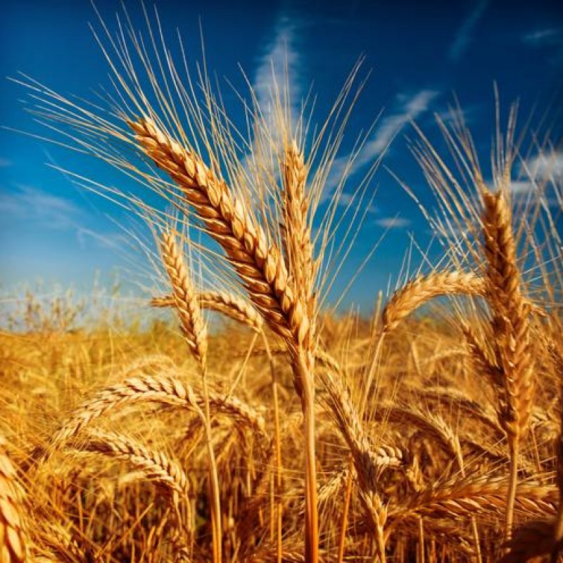 The Master of the Grain Fields