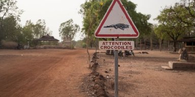 Sacred Crocodiles?