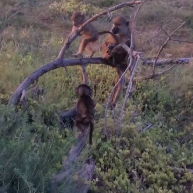 Baby Baboons Playing