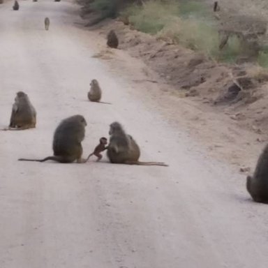 Baboons in road