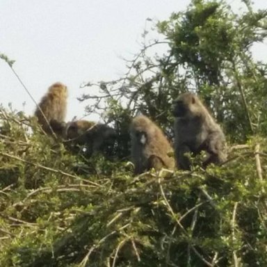 Baboon troop in tree