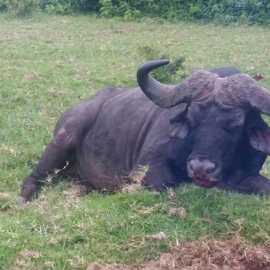 Cape Buffalo