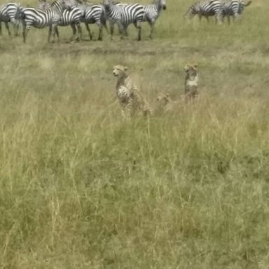 Cheetahs with zebras