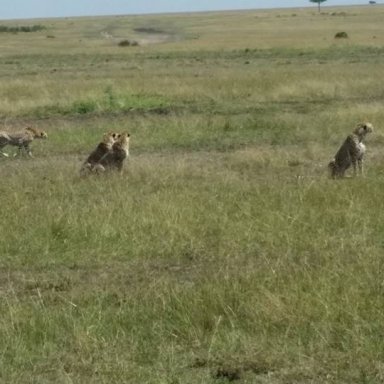 Cheetah family