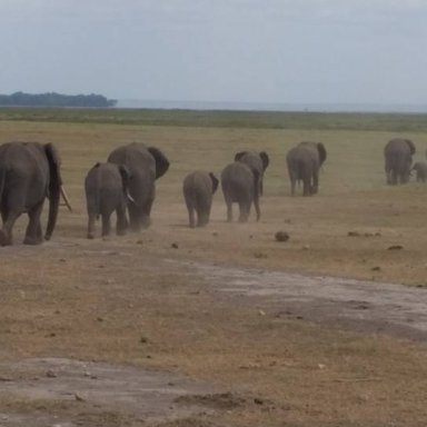 Another elephant herd