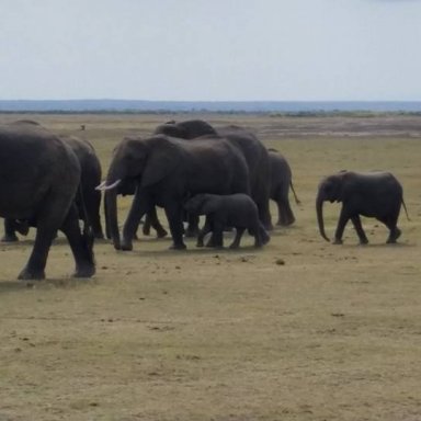 Baby elephants with herd