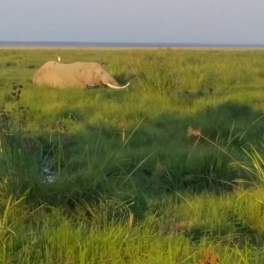 Elephants in the Amboseli Swamp