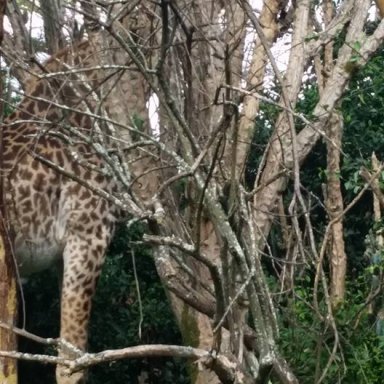 Giraffe in Tree