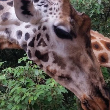 Giraffes are pretty friendly