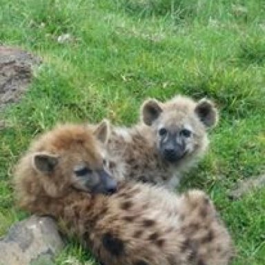 Hyena cubs