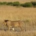Lion 4