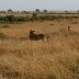 Lionesses