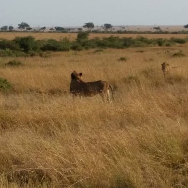 Lionesses