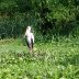 Stork