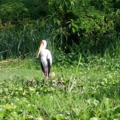 Stork