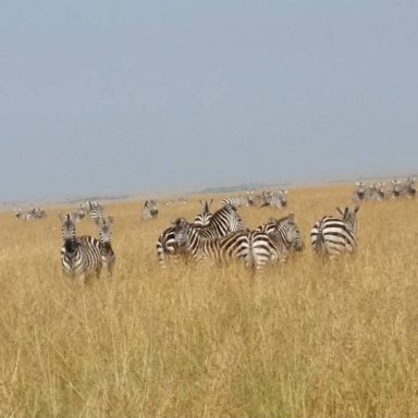 Zebras