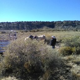 ranch