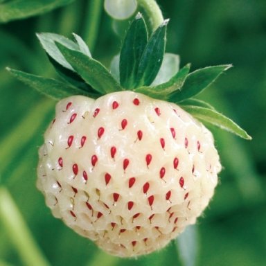 pineberry