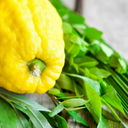 sukkot-for-our-time-extract-from-koren-sacks-sukkot-mahzor-rabbi-sacks